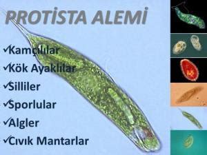 protista alemindeki canlılar için ortak özellikler